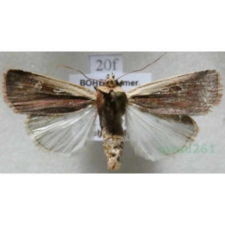 Ochropleura plecta (Linnaeus, 1761) Rolnica boćwinówka Czech20f